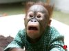 singe_abasourdi.jpg
