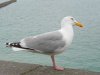 IMG_5261.JPG