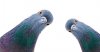 anti-pigeon_shutterstock_1277215624_ban-645x338.jpg