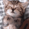 cat-sleep.gif