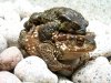 800px-Bufo_bufo_couple_during_migration(2005).jpg