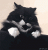 cat.gif