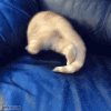 couch-cat.gif