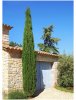 cupressus-sempervirens-stricta-cypres-d-italie.jpg