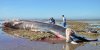 Ile-de-Re-une-baleine-de-20-metres-s-echoue-sur-une-plage.jpg