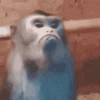 monkey-monkeys.gif