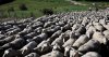 640x340_sc_transhumance.jpg