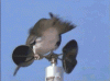 upload_2025-8-25_21-24-26.gif