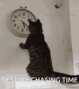 burythelight-cat.gif