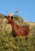 Chevre-Rove-4.jpg