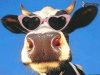 vache,-lunettes-de-soleil,-levre,-cornes-127214.jpg