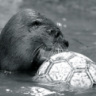 Loutre