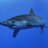 Requin_13